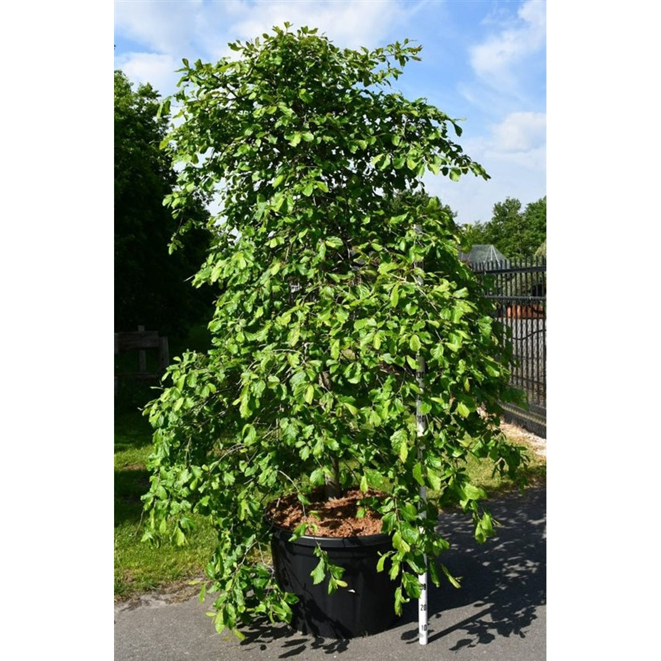 Persiskt järnträd – Parrotia persica 'Pendula' - C230 200-250 cm. Sol